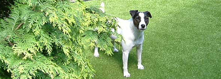 a pet dog on an artificial lawn